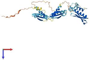 AlphaFold protein structure predicition of Mouse Recombinant Prkra Protein, UniprotID Q9WTX2