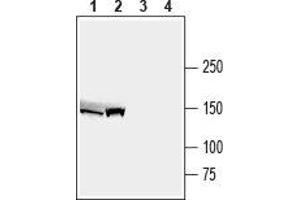 Western blot analysis of mouse liver lysate (lanes 1 and 3) and rat liver membranes (lanes 2 and 4): - 1,2. (ABCB4 anticorps  (3rd Intracellular Loop))