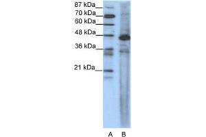 WB Suggested Anti-SRF Antibody Titration:  1. (SRF anticorps  (N-Term))