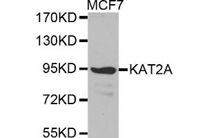 Western blot analysis of extracts of MCF-7 cells, using KAT2A antibody (ABIN5971244). (KAT2A anticorps)