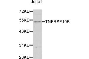 Western blot analysis of extracts of Jurkat cells, using TNFRSF10B antibody (ABIN1875126) at 1:1000 dilution. (TNFRSF10B anticorps)