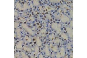 Immunohistochemistry of paraffin-embedded rat pancreas using GAPDH antibody. (GAPDH anticorps  (AA 1-335))