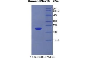 SDS-PAGE analysis of Human Interferon alpha 10 Protein. (IFNA10 Protéine)