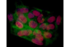 Immunofluorescence (IF) image for anti-Bromodomain Containing 4 (BRD4) (AA 1312-1362) antibody (ABIN7454041)