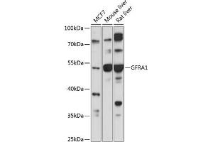Western blot analysis of extracts of various cell lines, using GFR antibody (ABIN1679986, ABIN1679985, ABIN5664192 and ABIN6219934) at 1:1000 dilution. (GFRA1 anticorps  (AA 25-280))
