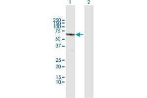 Western Blot analysis of RAG2 expression in transfected 293T cell line by RAG2 MaxPab polyclonal antibody. (RAG2 anticorps  (AA 1-527))