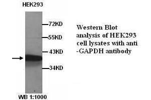 Image no. 1 for anti-Glyceraldehyde-3-Phosphate Dehydrogenase (GAPDH) antibody (ABIN790977)