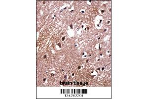 LDB2 Antibody immunohistochemistry analysis in formalin fixed and paraffin embedded human brain tissue followed by peroxidase conjugation of the secondary antibody and DAB staining. (LIM Domain Binding 2 Protein anticorps  (C-Term))