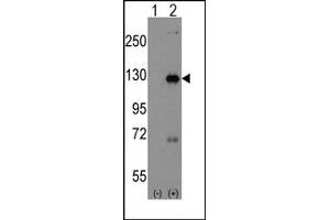 Image no. 2 for anti-Dishevelled Associated Activator of Morphogenesis 1 (DAAM1) (C-Term), (N-Term) antibody (ABIN357856) (DAAM1 anticorps  (C-Term, N-Term))