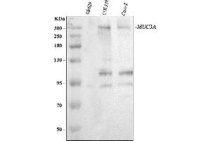 anti-Mucin 3B, Cell Surface Associated (MUC3B) (C-Term) antibody