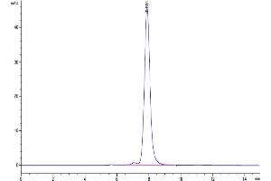 The purity of Human NKG2A&CD94 is greater than 95 % as determined by SEC-HPLC.
