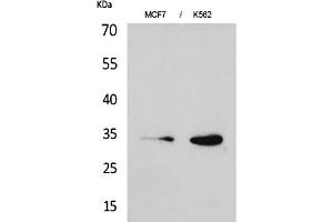 Western Blot analysis of MCF7 (1), K562 (2). (CDK4 anticorps  (N-Term))