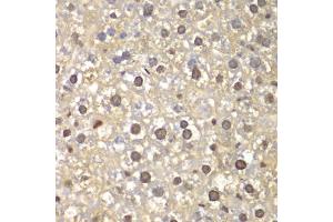 Immunohistochemistry of paraffin-embedded mouse liver using FEN1 antibody (ABIN5970521) at dilution of 1/100 (40x lens). (FEN1 anticorps)