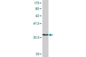 Western Blot detection against Immunogen (37 KDa) .