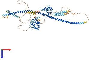 AlphaFold protein structure predicition of Human Recombinant DIXDC1 Protein, UniprotID Q155Q3