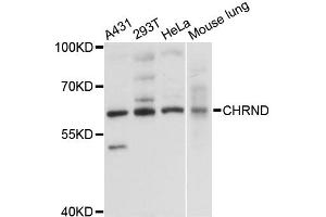 Western blot analysis of extracts of various cell lines, using CHRND antibody (ABIN6293997) at 1:3000 dilution.