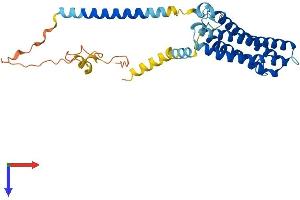 AlphaFold protein structure predicition of Mouse Recombinant Scamp2 Protein, UniprotID Q9ERN0
