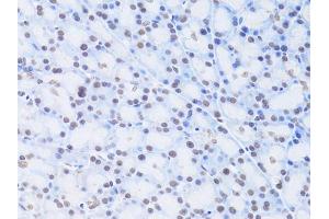 Immunohistochemistry of paraffin-embedded rat pancreas using LMNB2 Antibody (ABIN5973877) at dilution of 1/100 (40x lens). (Lamin B2 anticorps)
