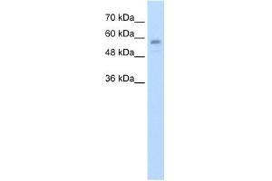 C20ORF18 antibody used at 1. (RBCK1 anticorps  (Middle Region))