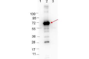 Western blot showing detection of 0. (CRASP-1 anticorps)