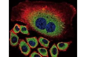 Confocal immunofluorescent analysis of NEU2 antibody with A549 cells followed by Alexa Fluor 488-conjugated goat anti-rabbit lgG (green).