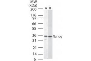 Image no. 1 for anti-Nanog Homeobox (NANOG) (AA 1-50) antibody (ABIN200007) (Nanog anticorps  (AA 1-50))