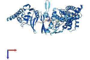 AlphaFold protein structure predicition of Human Recombinant CCT3 Protein, UniprotID P49368