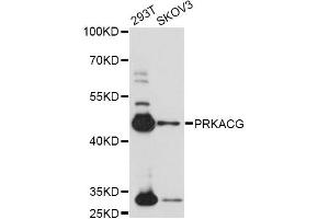 Western blot analysis of extracts of various cell lines, using PRKACG antibody (ABIN6291855) at 1:1000 dilution. (PRKACG anticorps)