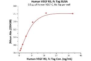 Immobilized Human VEGF-C, His Tag (ABIN2444233,ABIN2181912) at 5 μg/mL (100 μL/well) can bind Human VEGF R3, Fc Tag (ABIN5526635,ABIN5526636) with a linear range of 0.