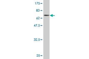 Western Blot detection against Immunogen (76.
