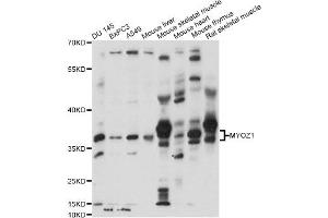 Western blot analysis of extracts of various cell lines, using MYOZ1 antibody (ABIN6290654) at 1:1000 dilution. (Myozenin 1 anticorps)