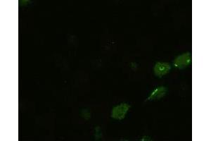 Anti-BMP4 mouse monoclonal antibody (ABIN2452355) immunofluorescent staining of HeLa cells transiently transfected by pCMV6-ENTRY BMP4 (RC219979) (BMP4 anticorps  (AA 293-408))