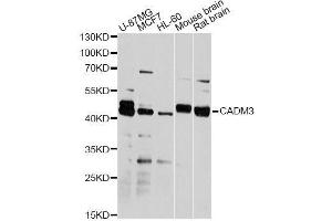 Western blot analysis of extracts of various cell lines, using CADM3 antibody. (CADM3 anticorps  (AA 25-330))
