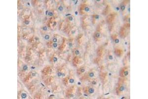 Figure. (SIGLEC14 anticorps  (AA 24-137))