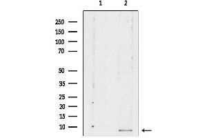 anti-Ribosomal Protein L39 (RPL39) (C-Term) antibody