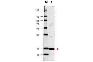 Image no. 1 for anti-Interleukin 17A (IL17A) antibody (Biotin) (ABIN1102456) (Interleukin 17a anticorps  (Biotin))