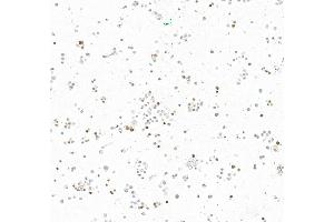 Immunocytochemistry (ICC) image for anti-Insulinoma-Associated 1 (INSM1) (AA 75-125) antibody (ABIN7795670) (Recombinant INSM1 anticorps  (AA 75-125))