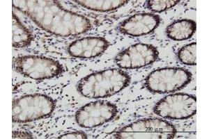 Image no. 2 for anti-Goosecoid Homeobox (GSC) (AA 151-258) antibody (ABIN466271) (GSC anticorps  (AA 151-258))