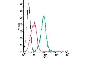 Cell surface detection of CRLR/CALCRL by direct flow cytometry in live intact mouse J774 macrophage cells: + Rabbit IgG isotype control-FITC. (CALCRL anticorps  (Extracellular) (FITC))