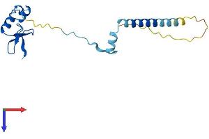 AlphaFold protein structure predicition of Mouse Recombinant Rpl24 Protein, UniprotID Q8BP67