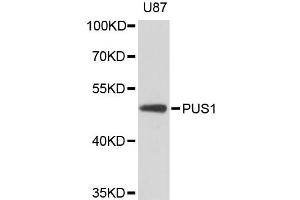 Western blot analysis of extracts of U-87MG cells, using PUS1 antibody. (PUS1 anticorps)