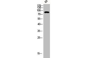 Western Blot analysis of KB cells using Phospho-Stat3 (Y705) Polyclonal Antibody
