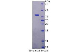 SDS-PAGE analysis of Mouse BAG4 Protein. (BAG4 Protéine)