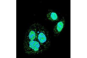 Immunofluorescence (IF) image for anti-Heat Shock Factor Protein 1 (HSF1) (Sumoylation Site) antibody (ABIN3001529)