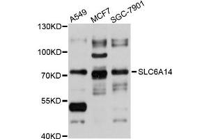 Western blot analysis of extracts of various cells, using SLC6A14 antibody.