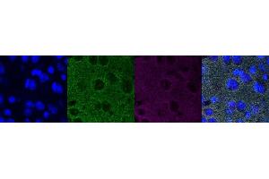 Immunohistochemistry (IHC) image for anti-Synaptophysin (SYP) antibody (ABIN7456148) (Synaptophysin anticorps)