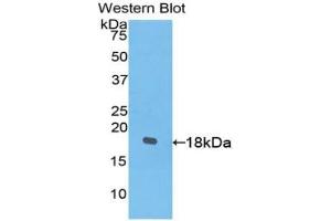 Detection of Recombinant PDGFC, Human using Polyclonal Antibody to Platelet Derived Growth Factor C (PDGFC) (PDGFC anticorps  (AA 235-345))