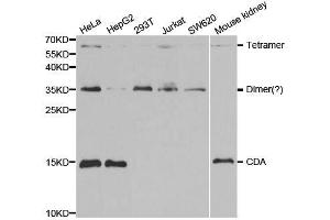 Western blot analysis of extracts of various cell lines, using CDA antibody. (CDA anticorps  (AA 1-146))