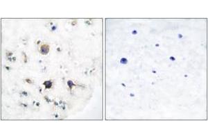 Immunohistochemistry (IHC) image for anti-Ephrin B3 (EFNB3) (AA 221-270) antibody (ABIN2889190) (Ephrin B3 anticorps  (AA 221-270))