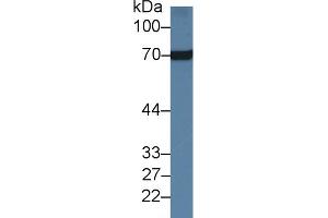 Western Blot; Sample: Rat Heart lysate; Primary Ab: 1µg/ml Rabbit Anti-Rat HSPA8 Antibody Second Ab: 0.